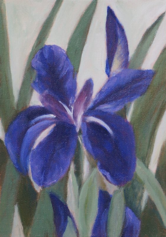 Blue Iris