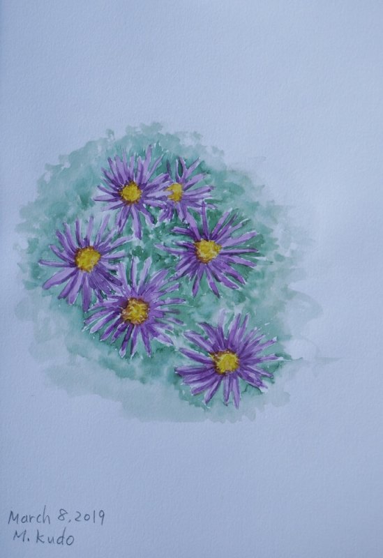 Autumn Aster