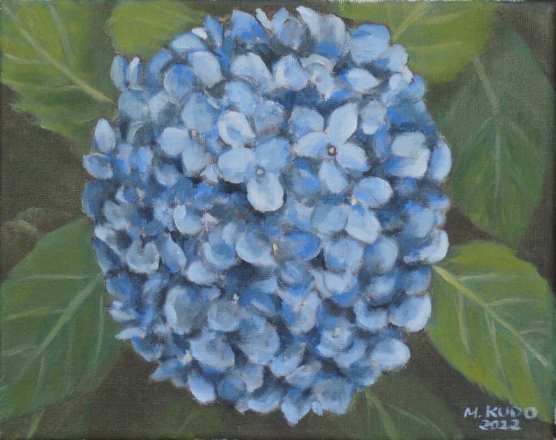 Blue Hydrangea