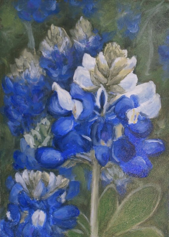 Bluebonnet