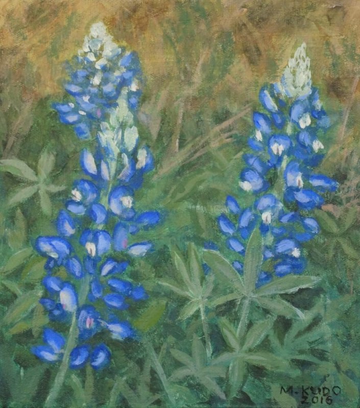 Bluebonnets