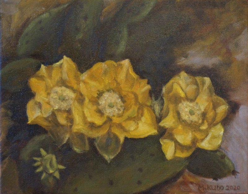 Cactus Flowers