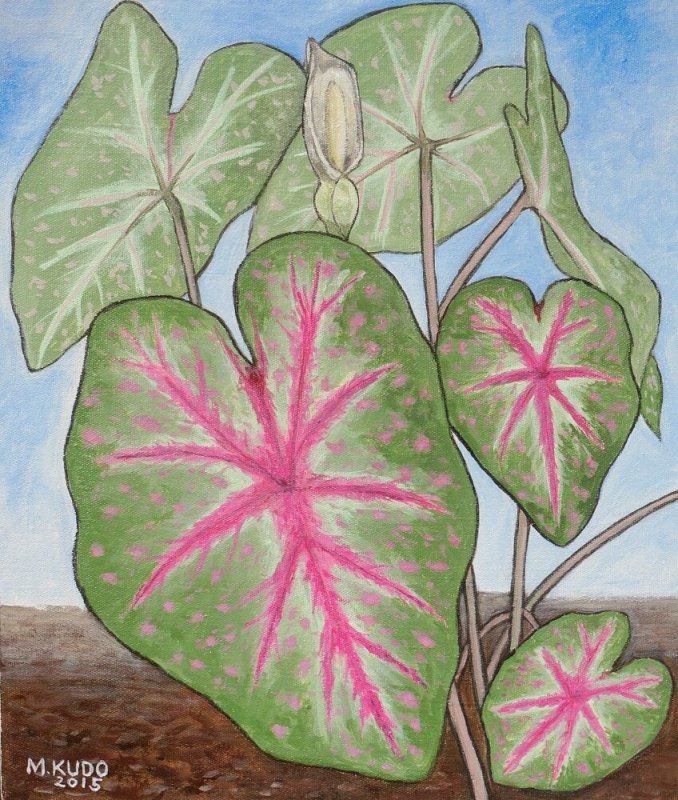 Caladium Galaxy