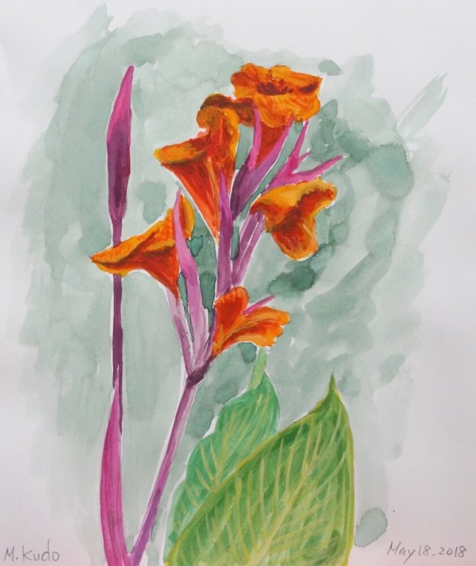 Cannas