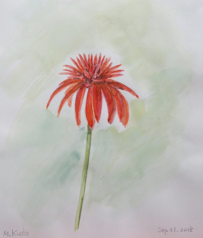 Coneflower