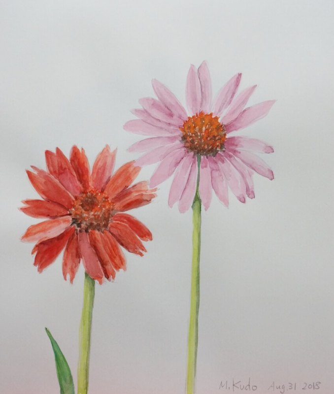 Daisies