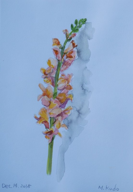 Dragon Flower