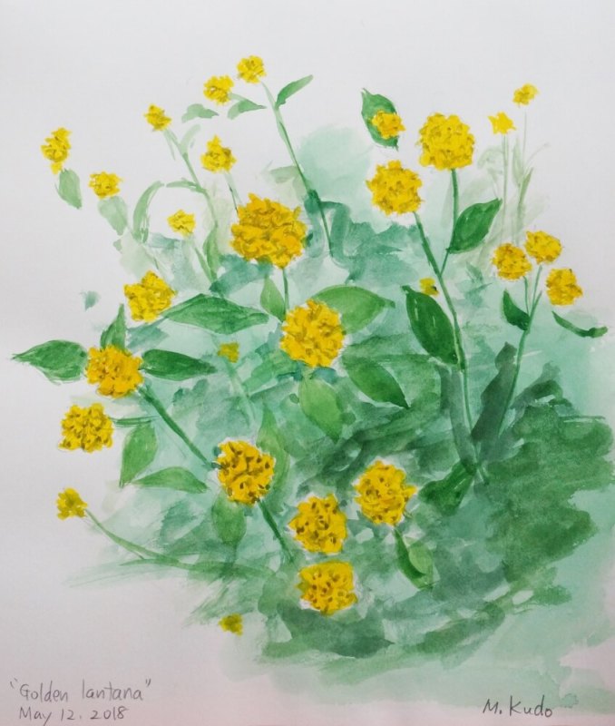 Golden Lantana