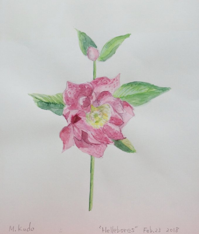 Hellebore