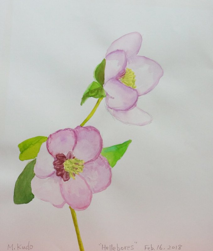 Hellebores