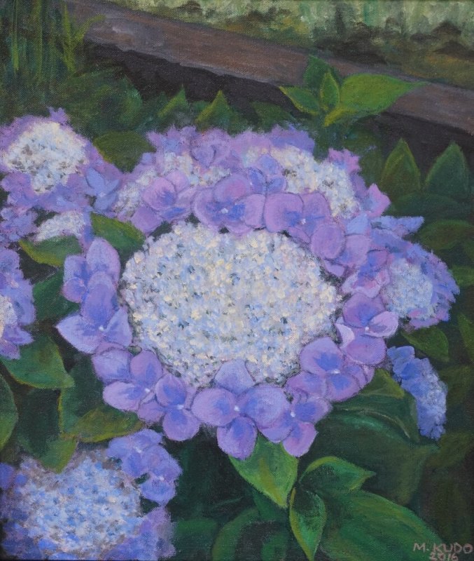 Hydrangea