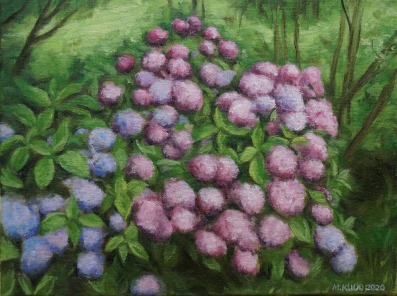 Hydrangea