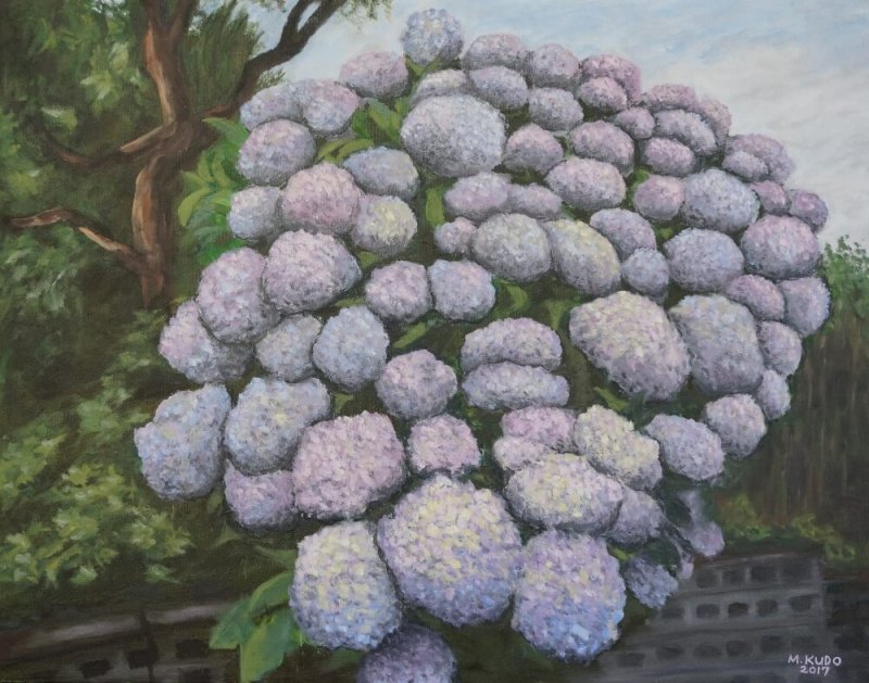 Hydrangea