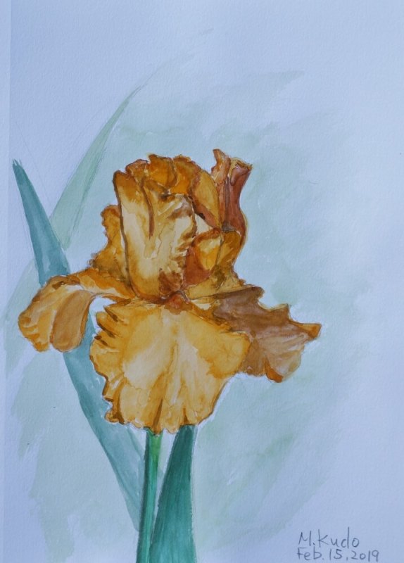 Orange Iris