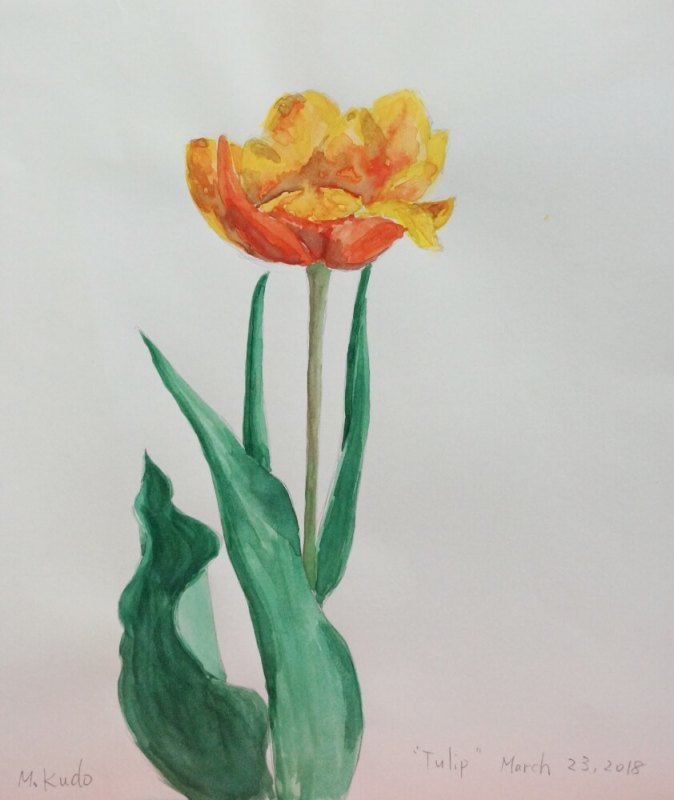 Orange Tulip