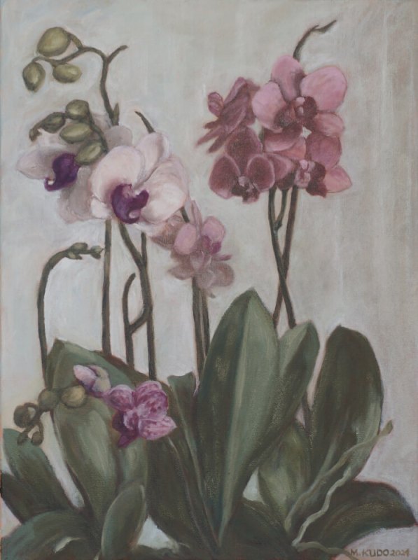 Orchids