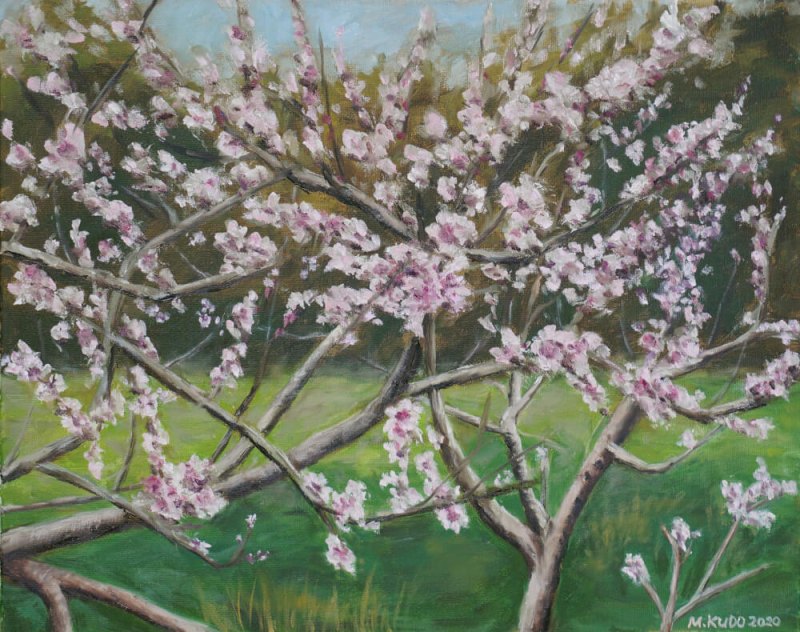 Peach Tree Blossoms