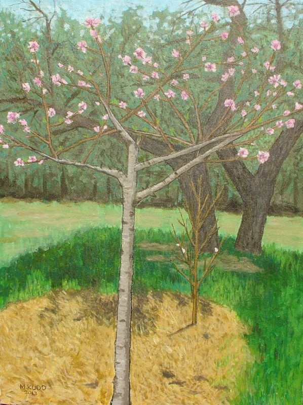 Peach Tree In Bloom