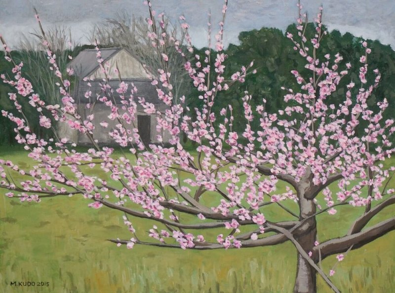 Peach Tree In Bloom