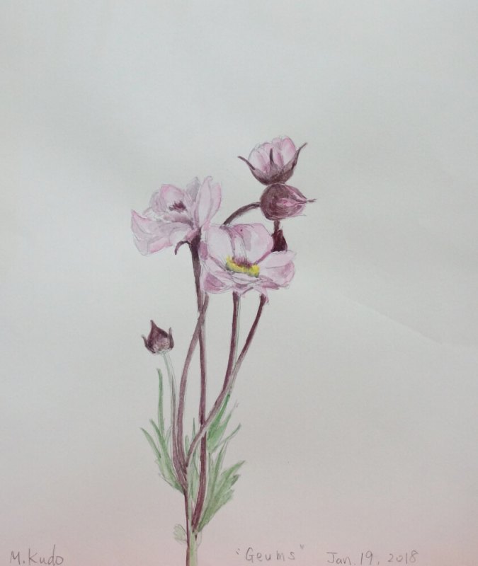 Pink Geums
