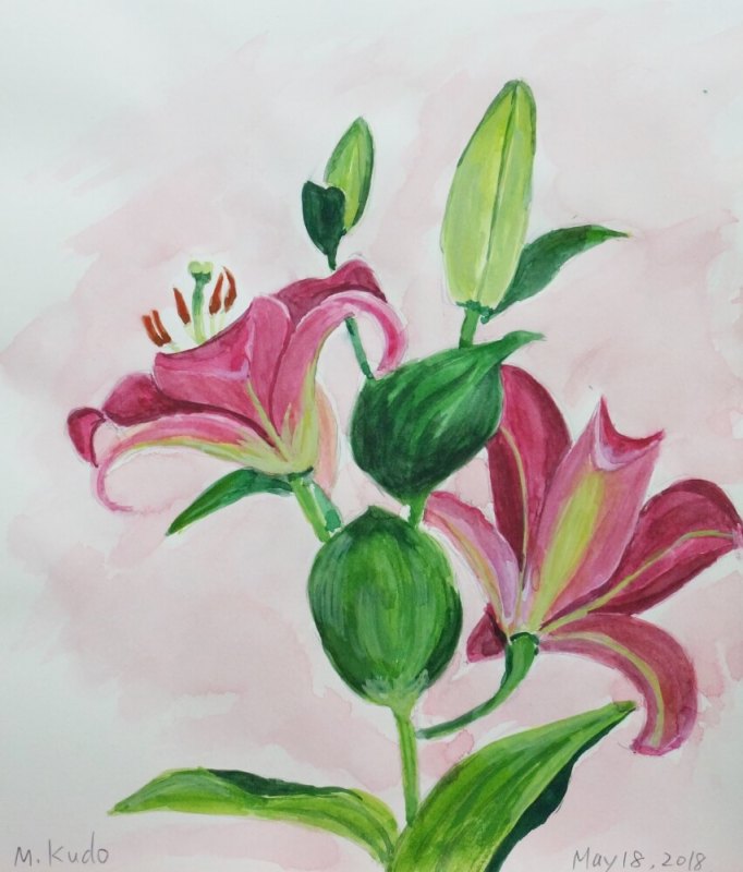 Pink Lilies