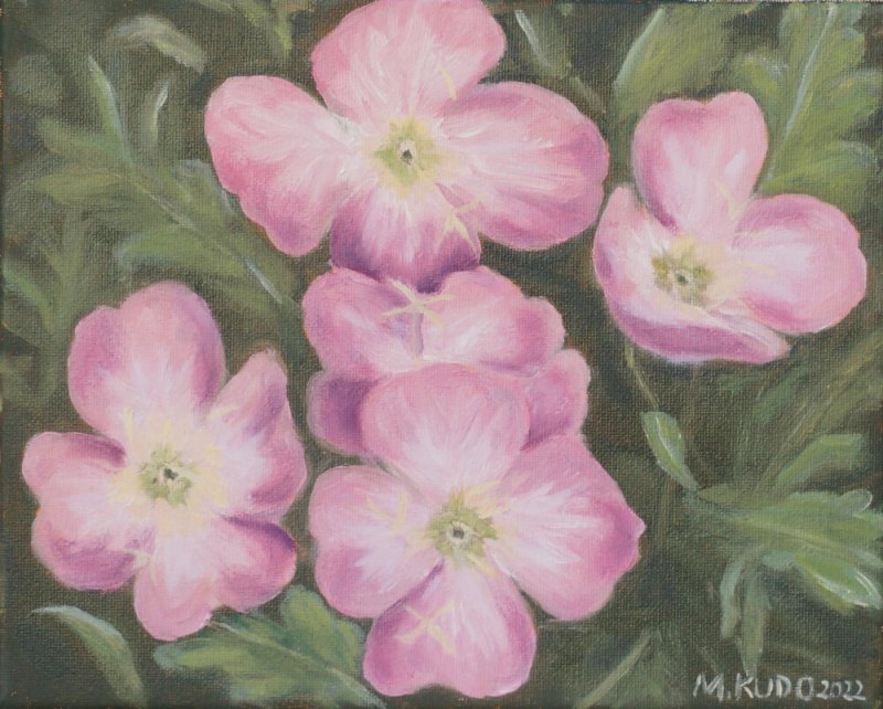 Pink Primroses