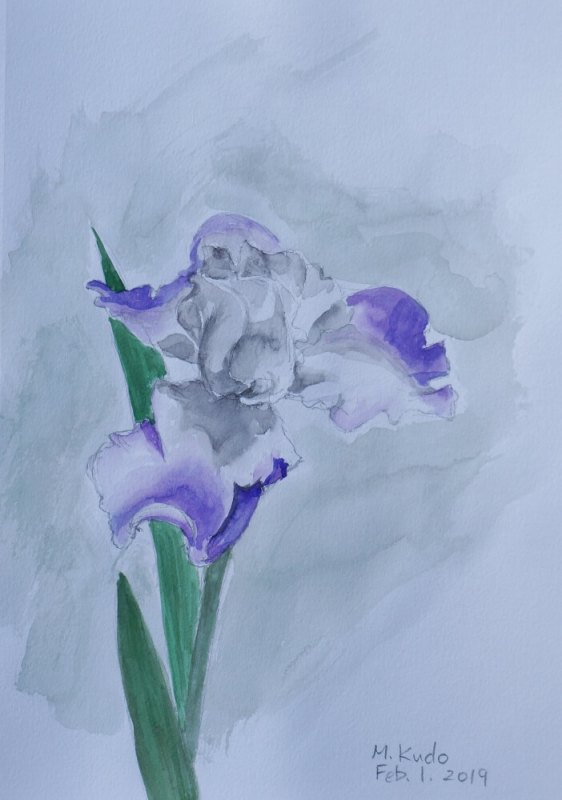 Purple Iris