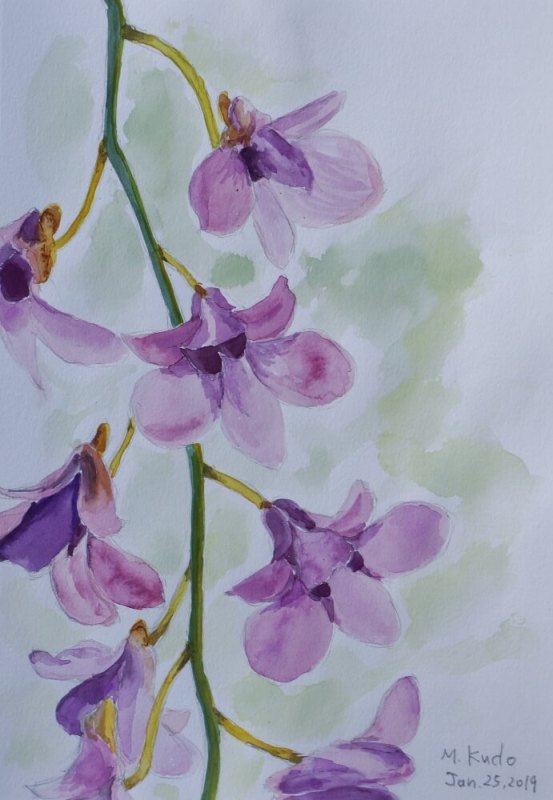 Purple Orchid