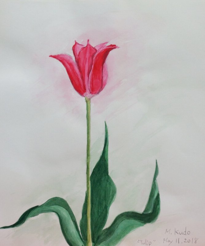 Red Tulip