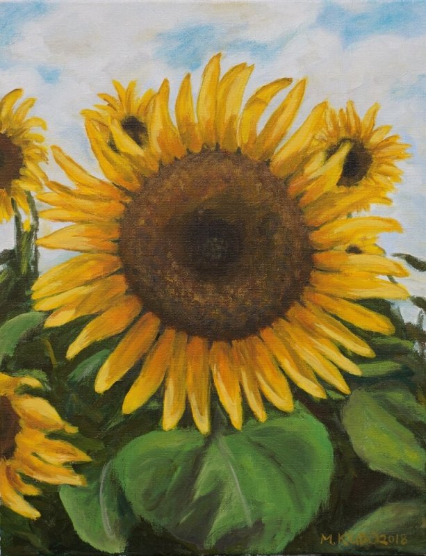 Sunflower