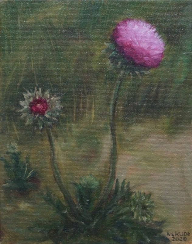 Thistle Flowers