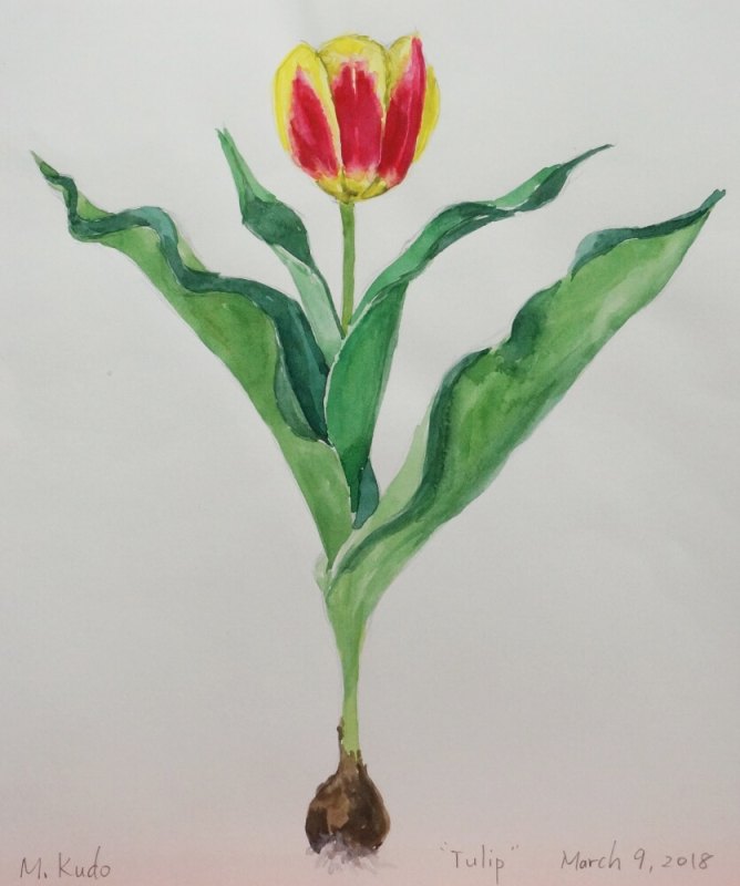 Tulip