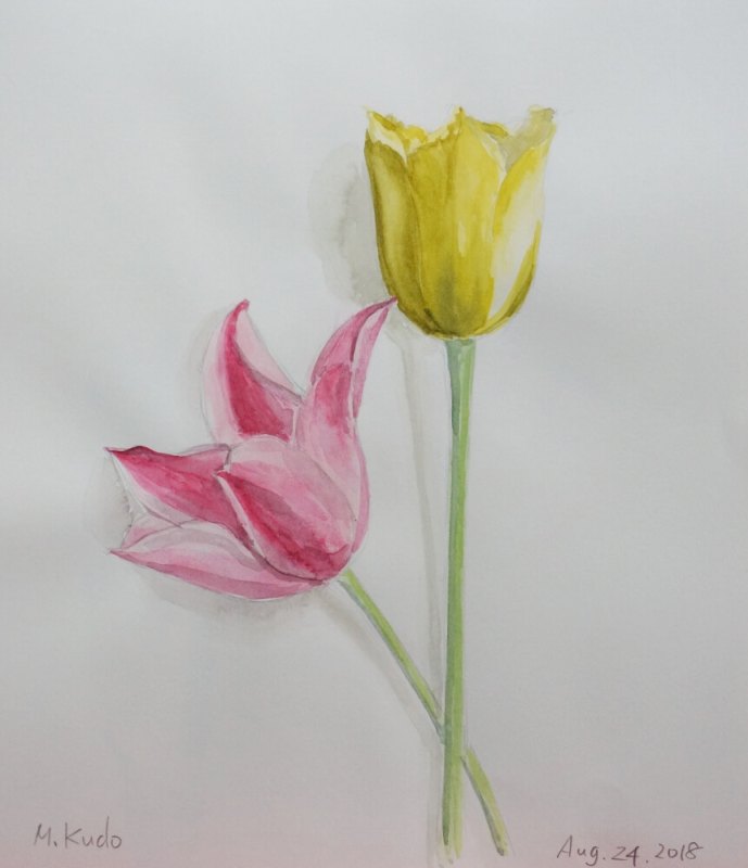 Tulips