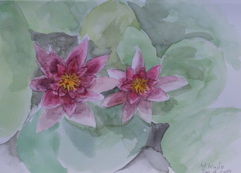 Water Lillies