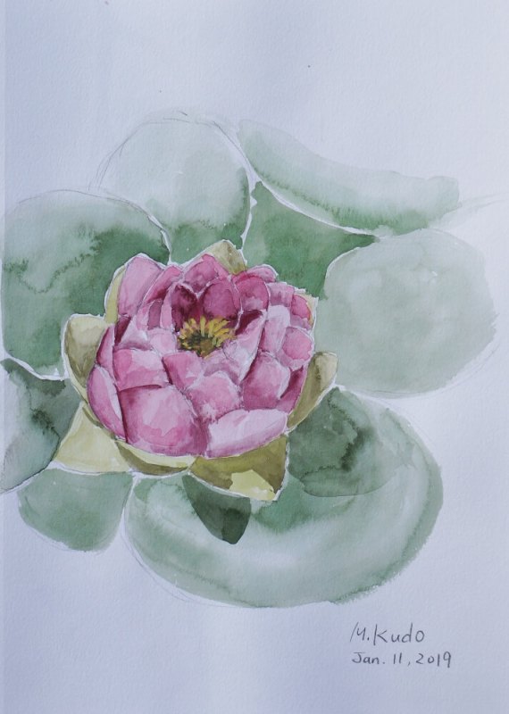 Water Lilly