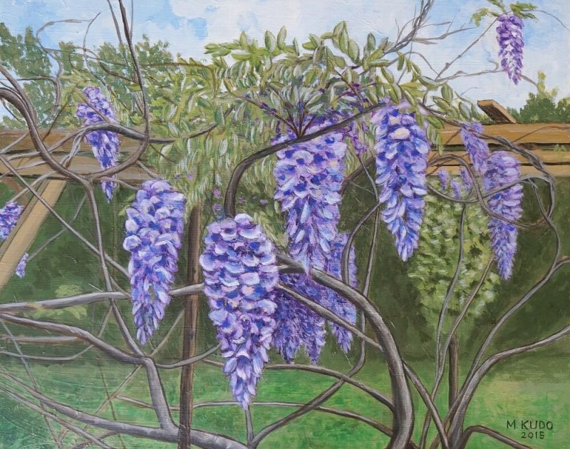 Wisteria