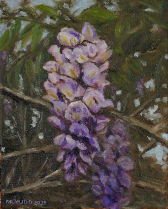 Wisteria