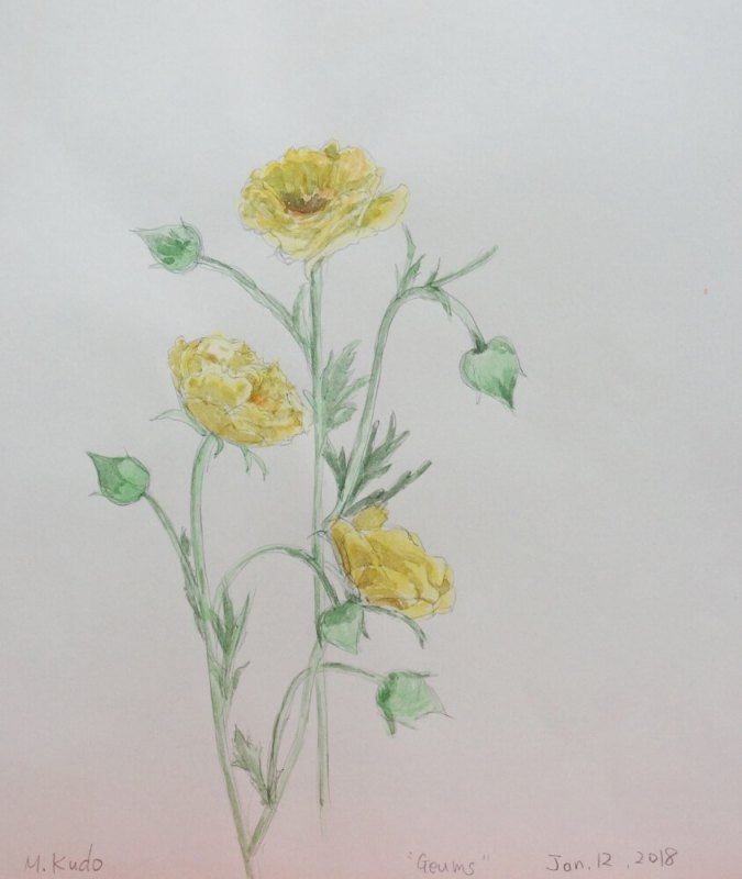 Yellow Geums
