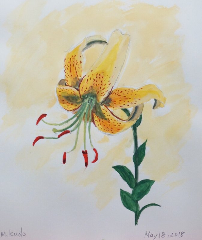 Yellow Lily