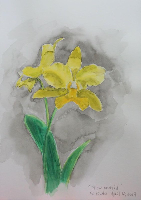 Yellow Orchid