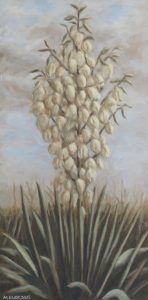 Yucca