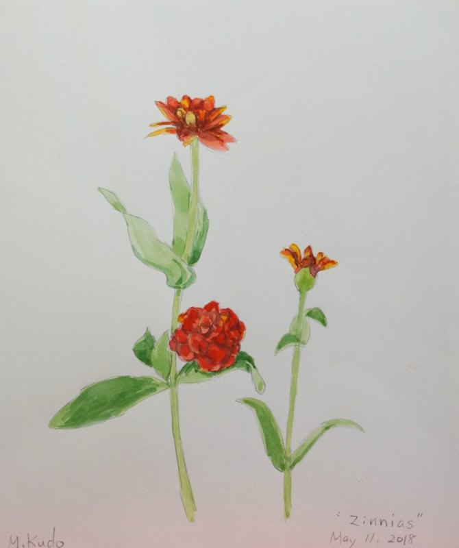 Zinnias